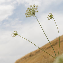 Load image into Gallery viewer, Burlap & Barrel Wild Mountain Cumin
