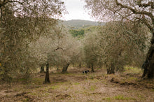 Load image into Gallery viewer, Mad Rose Specialty Foods Armato - Olio di Olive Extra Vergine