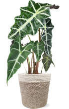Load image into Gallery viewer, Alocasia (Testing) by BloomsyBox