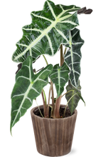 Load image into Gallery viewer, Alocasia (Testing) by BloomsyBox