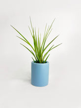 Load image into Gallery viewer, Bumble Plants Tillandsia Air Plant Holder