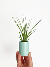 Load image into Gallery viewer, Bumble Plants Tillandsia Air Plant Holder
