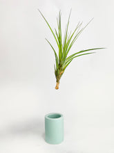 Load image into Gallery viewer, Bumble Plants Tillandsia Air Plant Holder