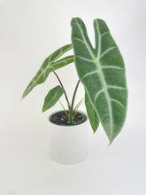 Load image into Gallery viewer, Bumble Plants Alocasia Dragon Tooth Longiloba