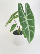 Load image into Gallery viewer, Bumble Plants Alocasia Dragon Tooth Longiloba