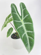 Load image into Gallery viewer, Bumble Plants Alocasia Dragon Tooth Longiloba