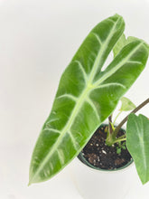 Load image into Gallery viewer, Bumble Plants Alocasia Dragon Tooth Longiloba