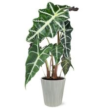 Load image into Gallery viewer, Alocasia (Testing) by BloomsyBox