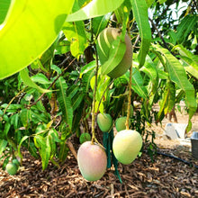Load image into Gallery viewer, Burlap & Barrel Alphonso Mango Amchur
