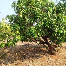 Load image into Gallery viewer, Burlap & Barrel Alphonso Mango Amchur