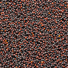 Load image into Gallery viewer, Burlap & Barrel Aravali Black Mustard