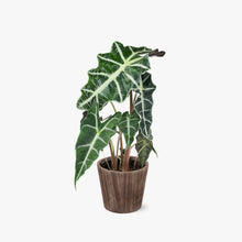Load image into Gallery viewer, Alocasia (Testing) by BloomsyBox