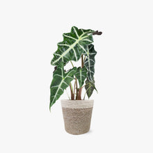 Load image into Gallery viewer, Alocasia (Testing) by BloomsyBox