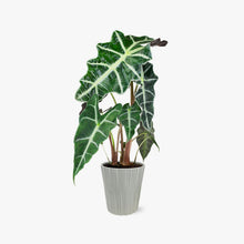 Load image into Gallery viewer, Alocasia (Testing) by BloomsyBox