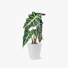 Load image into Gallery viewer, Alocasia (Testing) by BloomsyBox