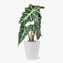 Load image into Gallery viewer, Alocasia (Testing) by BloomsyBox