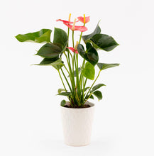 Load image into Gallery viewer, Pink Anthurium by BloomsyBox