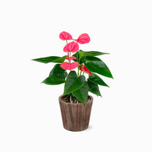 Load image into Gallery viewer, Pink Anthurium by BloomsyBox