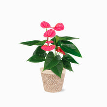 Load image into Gallery viewer, Pink Anthurium by BloomsyBox