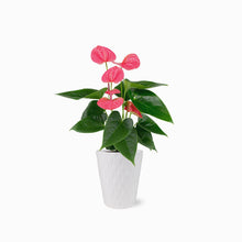 Load image into Gallery viewer, Pink Anthurium by BloomsyBox