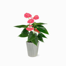 Load image into Gallery viewer, Pink Anthurium by BloomsyBox