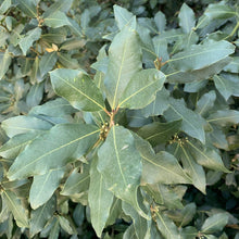 Load image into Gallery viewer, Ground Laurel Bay Leaves - Burlap & Barrel