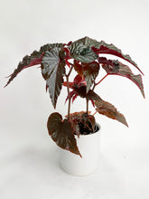 Load image into Gallery viewer, Bumble Plants Begonia Rex Black Magic