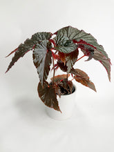 Load image into Gallery viewer, Bumble Plants Begonia Rex Black Magic