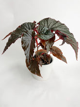 Load image into Gallery viewer, Bumble Plants Begonia Rex Black Magic