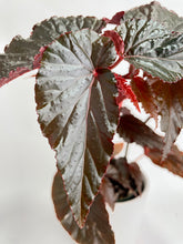 Load image into Gallery viewer, Bumble Plants Begonia Rex Black Magic