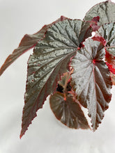 Load image into Gallery viewer, Bumble Plants Begonia Rex Black Magic