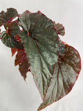 Load image into Gallery viewer, Bumble Plants Begonia Rex Black Magic