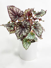 Load image into Gallery viewer, Bumble Plants Begonia Rex King Cumbia