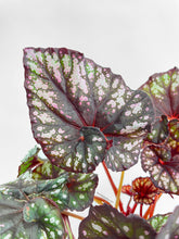 Load image into Gallery viewer, Bumble Plants Begonia Rex King Cumbia
