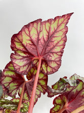 Load image into Gallery viewer, Bumble Plants Begonia Rex King Cumbia