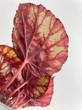 Load image into Gallery viewer, Bumble Plants Begonia Rex King Cumbia