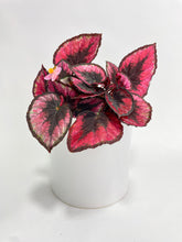 Load image into Gallery viewer, Bumble Plants Begonia Rex 'Red Kiss'