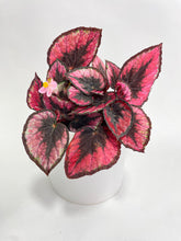 Load image into Gallery viewer, Bumble Plants Begonia Rex 'Red Kiss'