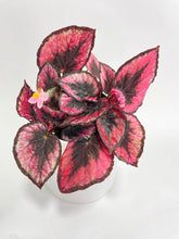 Load image into Gallery viewer, Bumble Plants Begonia Rex 'Red Kiss'