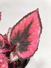 Load image into Gallery viewer, Bumble Plants Begonia Rex 'Red Kiss'
