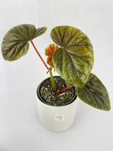 Load image into Gallery viewer, Bumble Plants Begonia Thurstonii