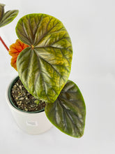 Load image into Gallery viewer, Bumble Plants Begonia Thurstonii