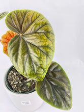 Load image into Gallery viewer, Bumble Plants Begonia Thurstonii