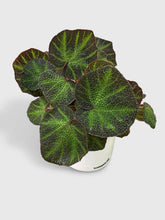 Load image into Gallery viewer, Bumble Plants Begonia Soli-Mutata (Sun-Changing Begonia)