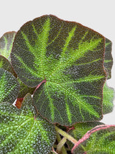 Load image into Gallery viewer, Bumble Plants Begonia Soli-Mutata (Sun-Changing Begonia)