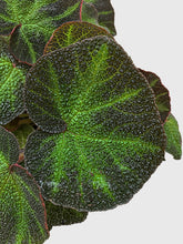 Load image into Gallery viewer, Bumble Plants Begonia Soli-Mutata (Sun-Changing Begonia)