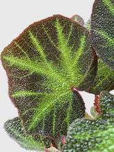 Load image into Gallery viewer, Bumble Plants Begonia Soli-Mutata (Sun-Changing Begonia)