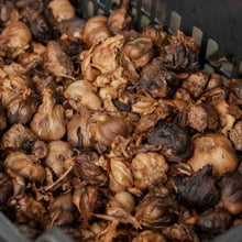 Load image into Gallery viewer, Burlap & Barrel Black Garlic