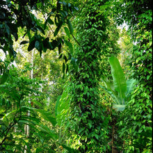Load image into Gallery viewer, Burlap & Barrel Zanzibar Black Peppercorns