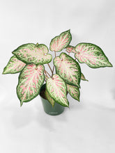 Load image into Gallery viewer, Bumble Plants Caladium Candyland Pink & Green Angel Wings
